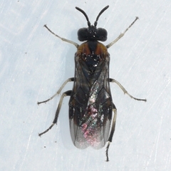 Schizocerella pilicornis