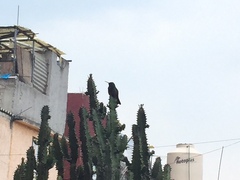 Saucerottia beryllina