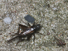 Teleogryllus commodus