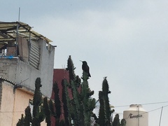 Saucerottia beryllina