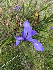 Iris douglasiana