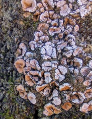 Psora decipiens
