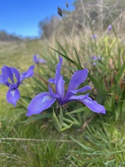 Iris douglasiana