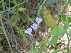 Vicia acutifolia