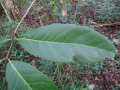 Semialarium mexicanum