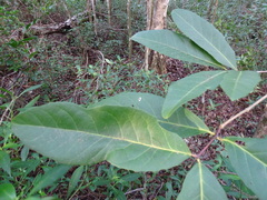 Semialarium mexicanum