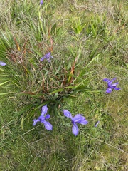Iris douglasiana