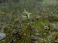 Carex chordorrhiza