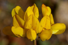 Lotus uliginosus