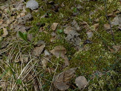 Carex chordorrhiza
