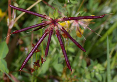 Lotus uliginosus