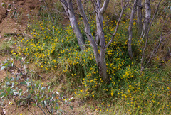 Lotus uliginosus