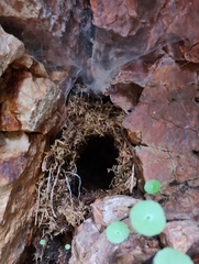 Troglodytes troglodytes