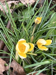 Crocus chrysanthus