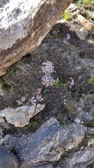 Psora decipiens