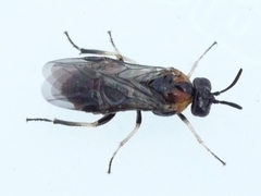Schizocerella pilicornis