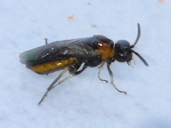 Schizocerella pilicornis