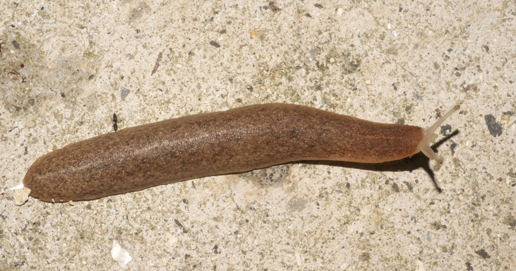Semperula wallacei