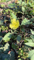 Oenothera triloba
