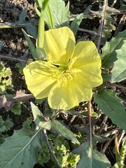 Oenothera triloba