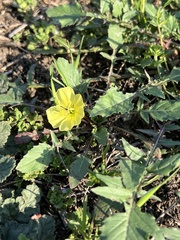Oenothera triloba