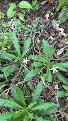 Hippobroma longiflora