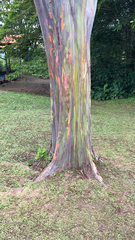 Eucalyptus deglupta