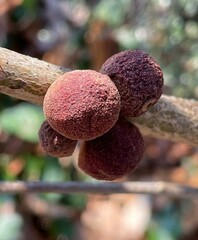 Disholcaspis globosa