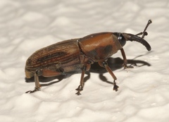 Rhabdoscelus obscurus