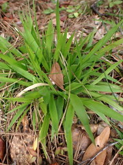 Dichanthelium laxiflorum