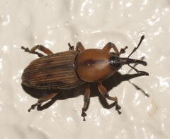 Rhabdoscelus obscurus