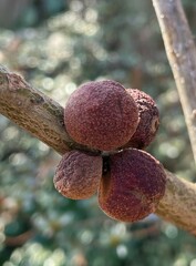 Disholcaspis globosa