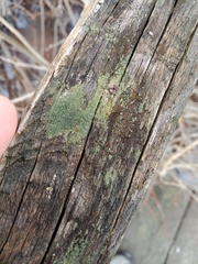 Hypocenomyce scalaris