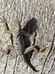 Anolis stratulus