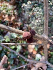 Disholcaspis globosa