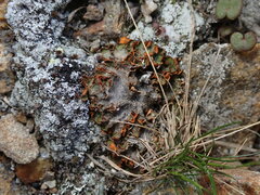Solorina crocea