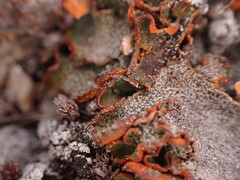 Solorina crocea