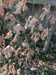 Disholcaspis globosa