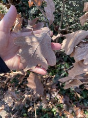 Disholcaspis globosa