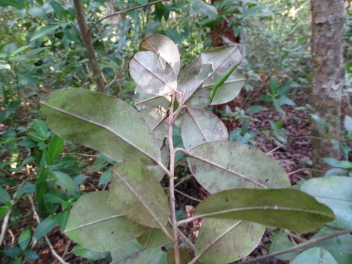 Image of Chrysophyllum mexicanum by (c) Alexis López Hernández, some rights reserved (CC BY)