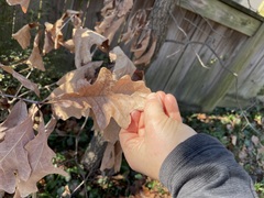 Disholcaspis globosa