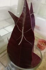 Phaenopharos khaoyaiensis