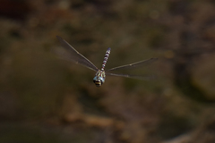 Austroaeschna unicornis