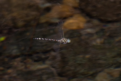 Austroaeschna unicornis