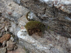 Schistidium frigidum