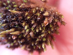 Schistidium frigidum