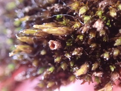 Schistidium frigidum