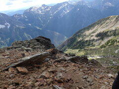 Schistidium frigidum