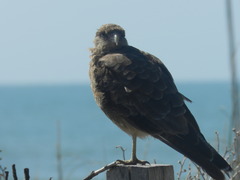 Daptrius chimango