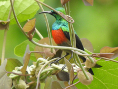 Cinnyris chloropygius